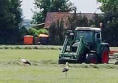 Störche auf der Futtersuche