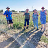Auf dem Weg zum Eselsdamm: Sonnenblumen, „Wasserspender“, Stromleitungen